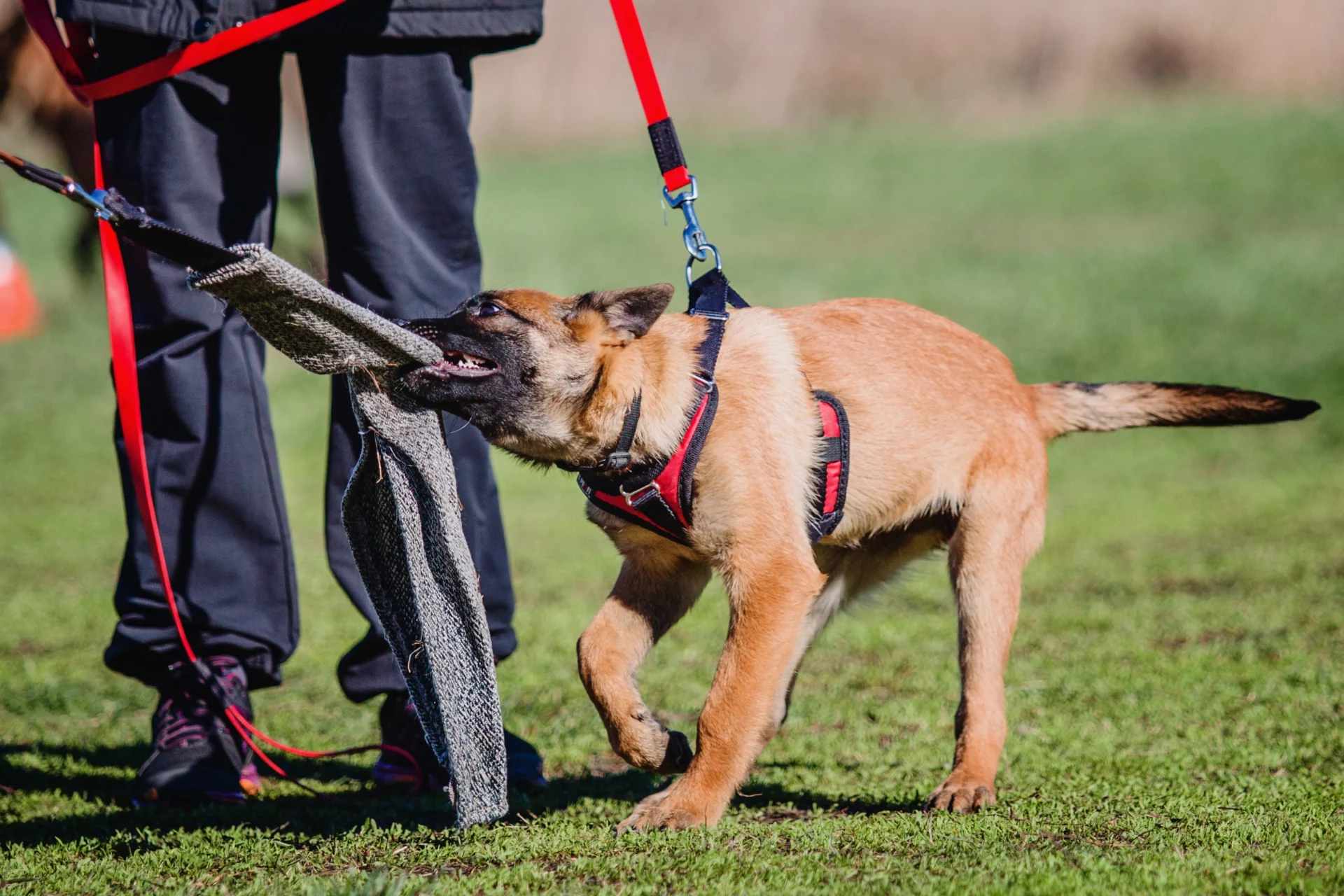 New Jersey Strict Liability Dog Bite Rule